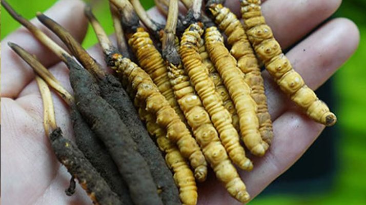 冬蟲夏草泡酒：鮮草入酒，鎖住精華的養(yǎng)生之道