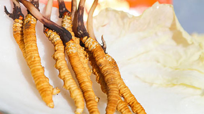 冬蟲(chóng)夏草鮮草打包發(fā)貨全流程：從采摘到送達(dá)的保鮮之旅