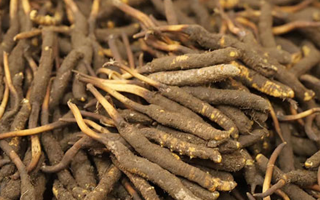 冬蟲夏草鮮草的優(yōu)勢：自然饋贈(zèng)的鮮活生命力