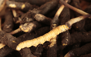 吃鮮冬蟲夏草會便秘嗎？科學(xué)解讀蟲草與腸道健康的微妙關(guān)系