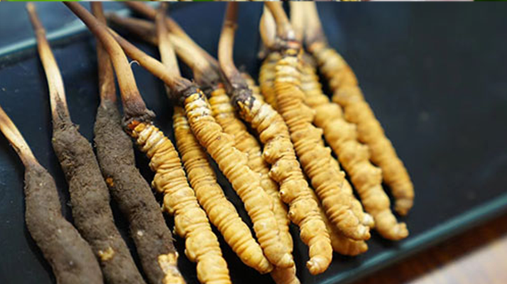 冬蟲夏草什么時候有鮮草