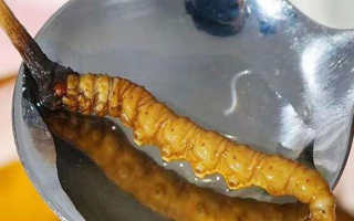 冬蟲(chóng)夏草鮮草冷凍后這樣吃，營(yíng)養(yǎng)不流失！