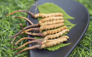冬蟲(chóng)夏草鮮草一根價(jià)格探秘