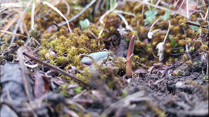 鮮冬蟲夏草辨別全攻略：識破真假，挑選優(yōu)質(zhì)好蟲草? ? ? ?