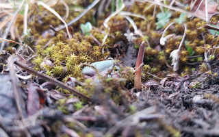 鮮冬蟲(chóng)夏草辨別全攻略：識(shí)破真假，挑選優(yōu)質(zhì)好蟲(chóng)草? ? ? ?