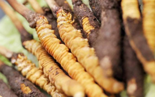 探秘鮮冬蟲(chóng)夏草人工種植之路