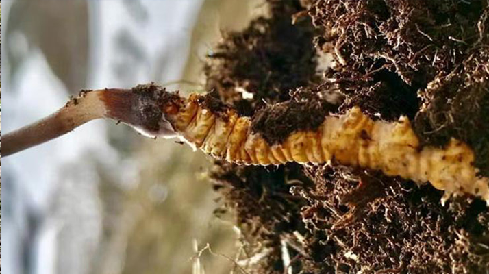 新鮮冬蟲夏草能生吃嗎？揭秘健康食用真相