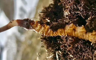 新鮮冬蟲夏草能生吃嗎？揭秘健康食用真相