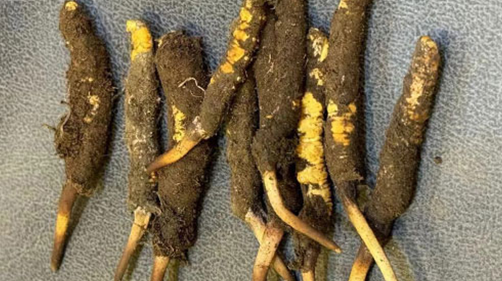 新鮮冬蟲夏草處理指南：從清洗到保存的全流程攻略