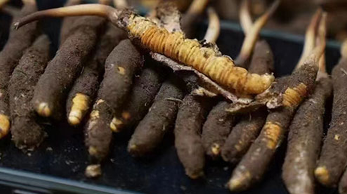 探尋新鮮冬蟲夏草的采挖黃金期:自然節(jié)律中的珍貴饋贈