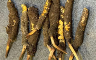 新鮮冬蟲(chóng)夏草處理指南：從清洗到保存的全流程攻略