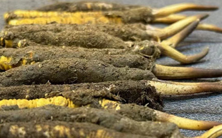 新鮮冬蟲(chóng)夏草吃幾克好？科學(xué)用量指南