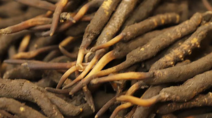 如何挑選<a href=http://www.ynrhw.com/xinxian/ target=_blank class=infotextkey>新<a href=http://www.ynrhw.com/xinxian/ target=_blank class=infotextkey>鮮冬蟲(chóng)夏草</a></a>?掌握這幾個(gè)關(guān)鍵技巧