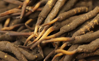 如何挑選新鮮冬蟲夏草？掌握這幾個關(guān)鍵技巧