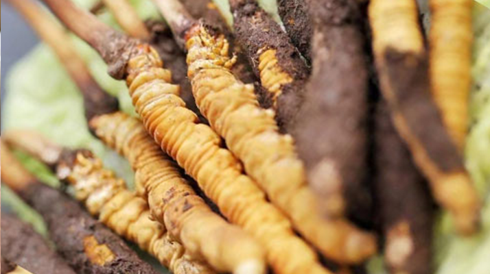 冬蟲夏草：干品與鮮品，誰更勝一籌？