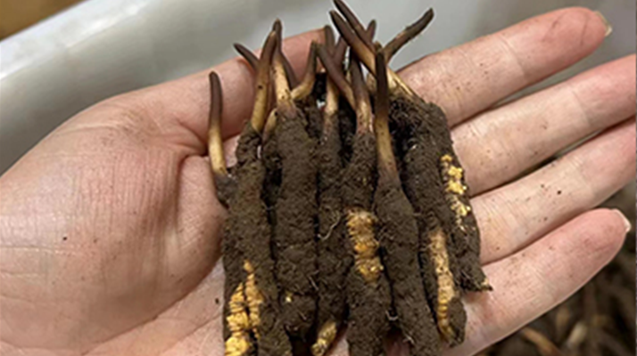 冬蟲夏草頭期鮮草的采挖時間