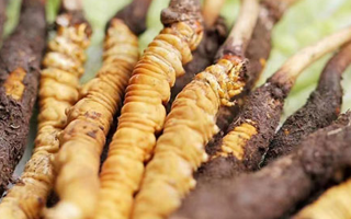 冬蟲夏草：曬干食用還是鮮食更優(yōu)？