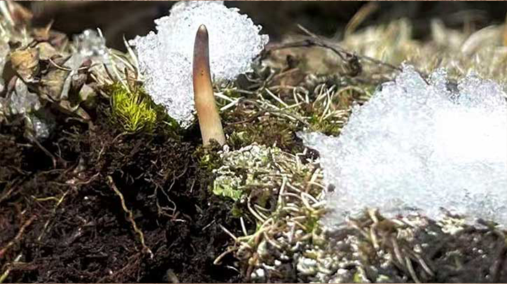 冬蟲夏草鮮草泡酒全指南：醇香滋補(bǔ)的釀造秘籍