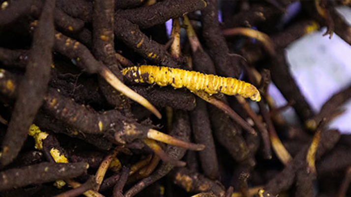 干鮮草<a href=http://www.ynrhw.com/jiage/ target=_blank class=infotextkey>冬蟲夏草價格</a>揭秘