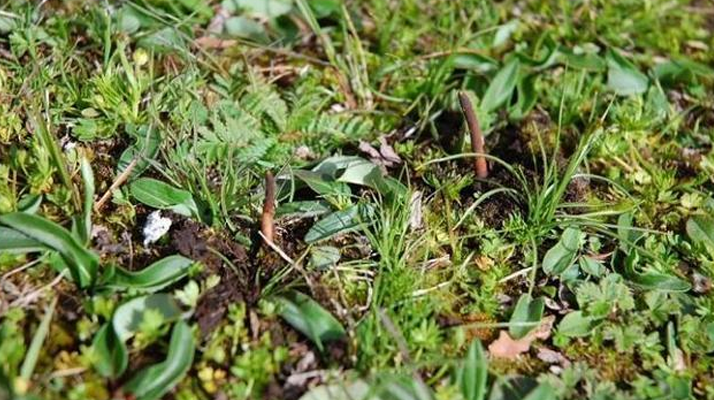 西藏那曲鮮草上市時間揭秘