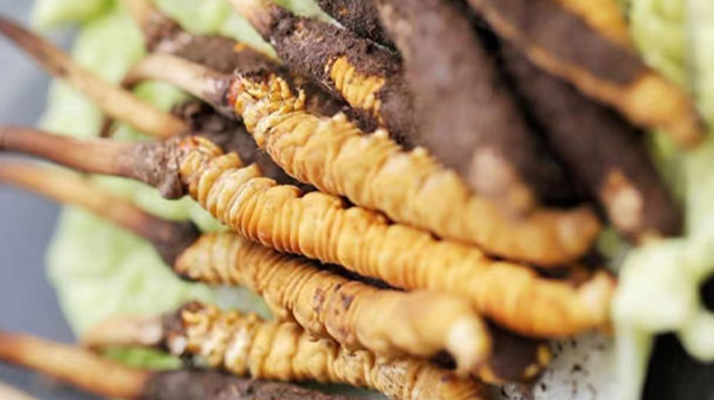 冬蟲夏草鮮草可以生吃嗎？一文解讀食用真相
