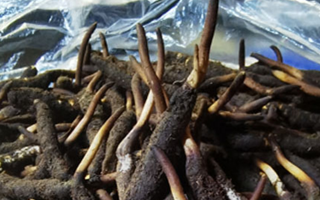 冬蟲夏草鮮草能不能泡酒？科學(xué)解析與實(shí)用指南