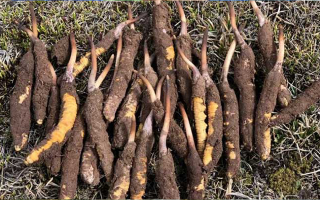 冬蟲夏草鮮草價格探秘：多因素交織下的滋補(bǔ)成本? ? ? ?