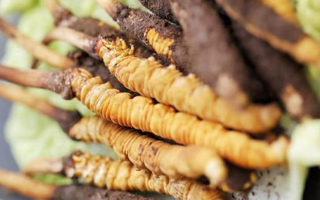 冬蟲夏草鮮草可以生吃嗎？一文解讀食用真相