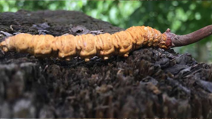 正宗野生<a href=http://www.ynrhw.com/jiage/ target=_blank class=infotextkey>蟲草多少錢</a>一斤