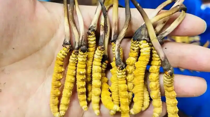 鮮冬蟲夏草出水怎么辦？實(shí)用處理指南