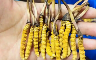 鮮冬蟲夏草出水怎么辦？實(shí)用處理指南