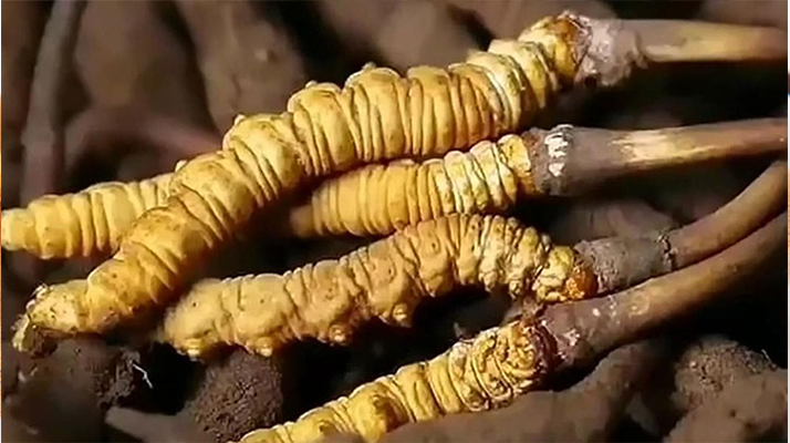 鮮冬蟲夏草燉排骨：一鍋暖身又滋補的美味秘籍