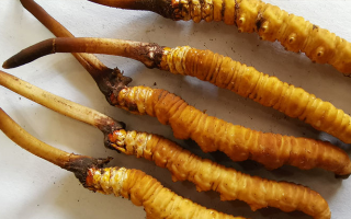 鮮冬蟲夏草常溫能放多久？一文讀懂保存秘籍