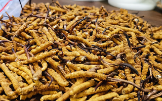 冬蟲(chóng)夏草品質(zhì)價(jià)位表大全，一文掌握行情