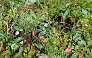 鮮冬蟲(chóng)夏草的神奇功效：大自然的養(yǎng)生饋贈(zèng)? ? ? ?