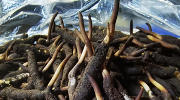 1 克<a href=http://www.ynrhw.com/xinxian/ target=_blank class=infotextkey>新<a href=http://www.ynrhw.com/xinxian/ target=_blank class=infotextkey>鮮冬蟲夏草</a></a>的價格揭秘