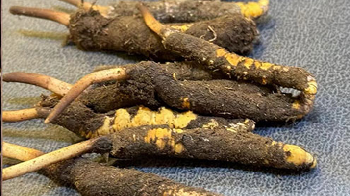 新鮮<a href=http://www.ynrhw.com/jiage/ target=_blank class=infotextkey>冬蟲夏草價格</a>