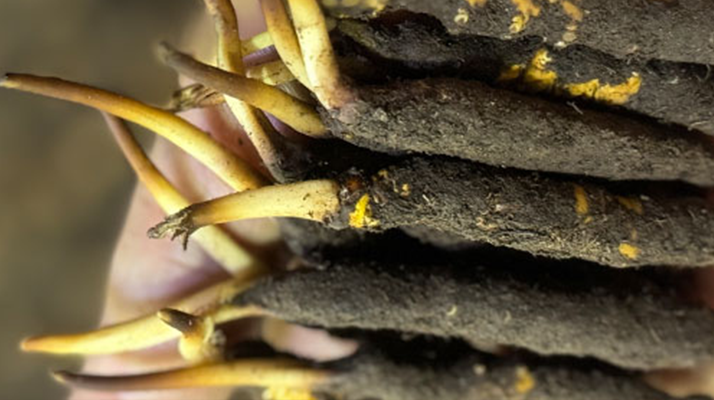 冬蟲夏草泡水喝，一次泡幾根最合適？