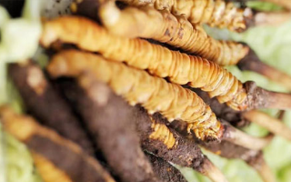 正宗冬蟲夏草多少錢一克？深度價(jià)格解析