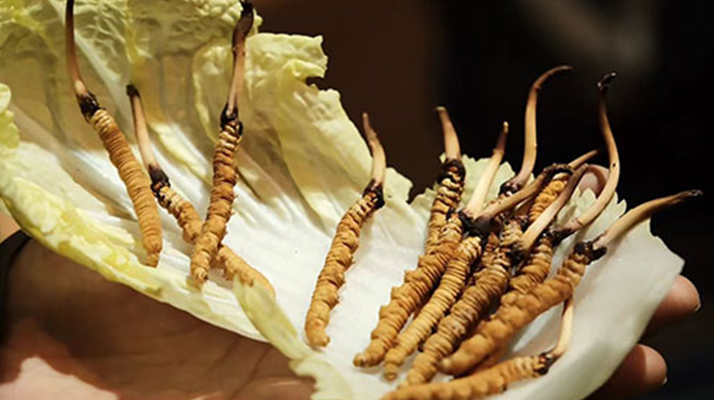 冬蟲夏草為何鮮的好？深度解析鮮蟲草的獨(dú)特優(yōu)勢