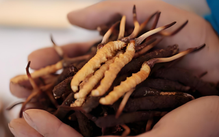 冬蟲夏草干鮮草的多樣吃法，解鎖滋補新方式? ? ? ?