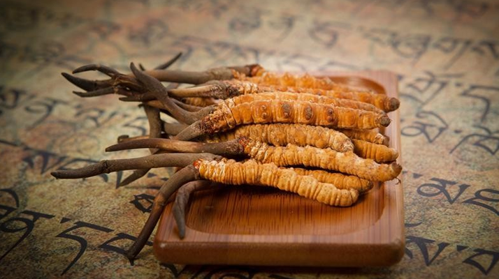冬蟲(chóng)夏草鮮草會(huì)上火嗎？科學(xué)解讀其食用特性