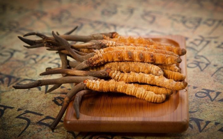 冬蟲(chóng)夏草鮮草會(huì)上火嗎？科學(xué)解讀其食用特性