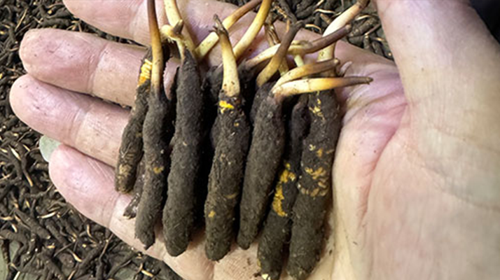 尋草之旅：踏上尋找<a href=http://www.ynrhw.com/xinxian/ target=_blank class=infotextkey>新<a href=http://www.ynrhw.com/xinxian/ target=_blank class=infotextkey>鮮冬蟲夏草</a></a>的征程