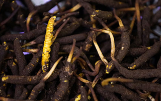 吃新鮮冬蟲夏草會過敏嗎？一文為你揭秘