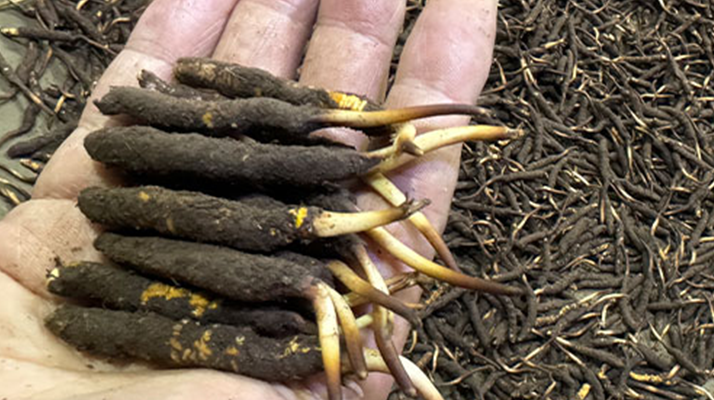 冬蟲夏草菇鮮能凍嗎？冷凍保存全解析