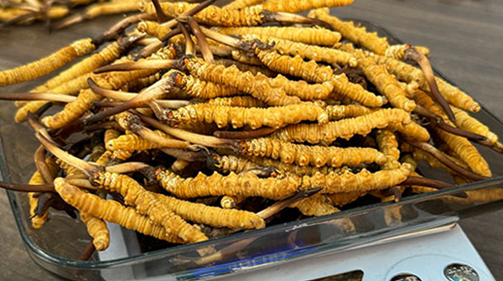 冬蟲夏草:鮮草與干草的獨特魅力