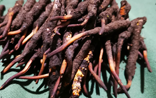 新鮮冬蟲夏草哪里買？全渠道選購指南