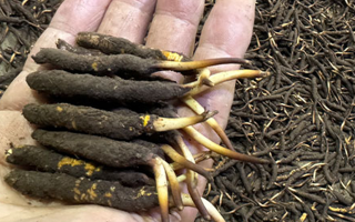 冬蟲夏草菇鮮能凍嗎？冷凍保存全解析