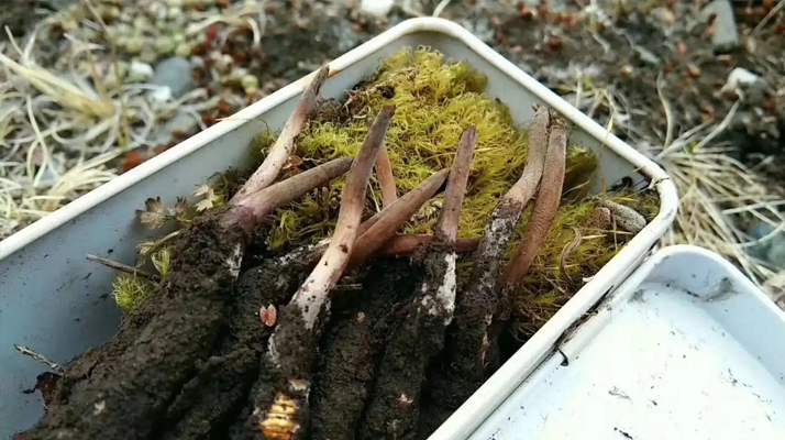 冬蟲夏草鮮草的養(yǎng)生密碼:解鎖自然饋贈(zèng)的神奇功效